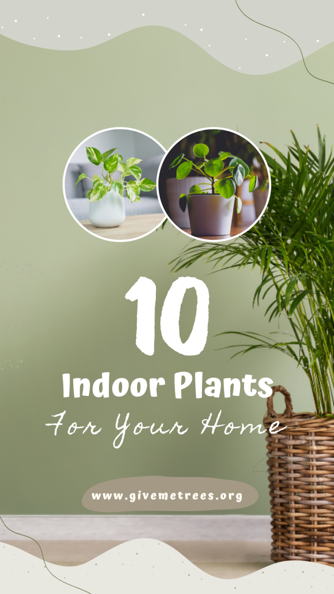 10 Best Indoor Plants For Your Home 8890